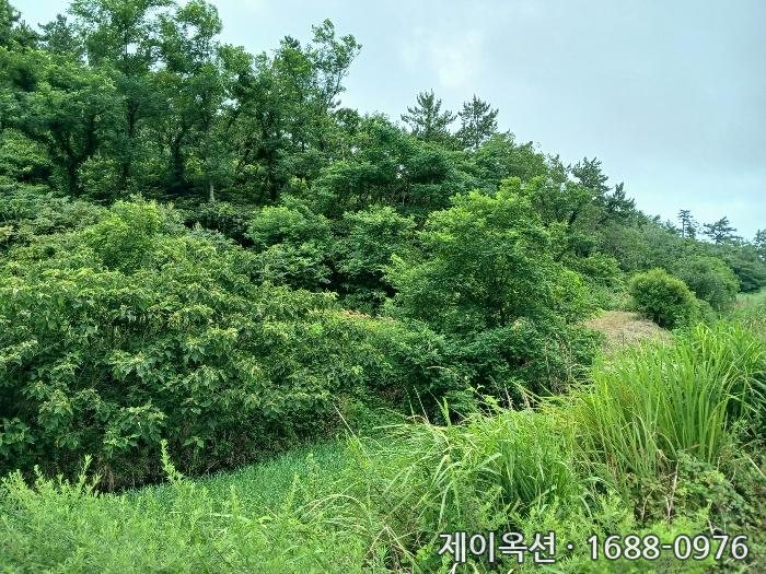 신안 토지 2024타경54397 경매 물건 사진